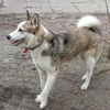 Продаются щенки западносибирской лайки от рабочих собак