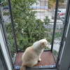 Клетка для кошки на окно. "Броневик" Днепр.