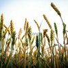Семена озимой пшеницы Алексеич, Ахмат, Безостая-100