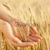 Семена озимой пшеницы сильные и ценные сорта