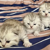 Шотландские котята 2