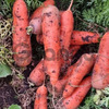 Отборные сорта моркови без трещин в Барнауле