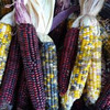 Семена кукуруза сортовая (жёлтые, чёрные, мозаичные)