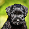 Medium Black Schnauzer