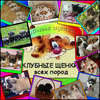 Приглашаем в Сумской клуб собаководства