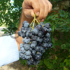саженцы винограда северный плечистик