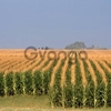 Семена кукурузы Украинской и зарубежной селекций