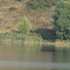 Продам пруд в Полтавской области