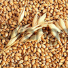 Закупаем на постоянной основе кукурузу, пшеницу, ячмень, сою
