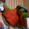 Гибрид попугаев ара Арлекин - ручные птенцы из питомника