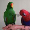 Благородный попугай - ручные птенцы из питомника