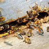 Пчёлы Карпатской породы:плодные пчеломатки и пчелопакеты