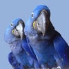 Гиацинтовый ара - ручные птенцы из питомника