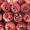 Продаем парагвайский персик из Испании