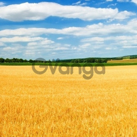 Продам в Одесі землю сільгосп призначення від 150 га - 4000 га