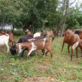 Англо-нубійські кози, козенята, чистокровні стопроцентні та процентні