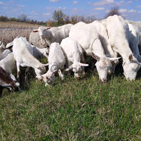 Зааненська порода кіз. Козенята, молоді кози та дійні. Козел племінний.