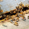 Пчёлы Карпатской породы: плодные пчеломатки и пчелопакеты