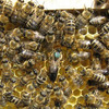 Пчёлы Карпатской породы: плодные пчеломатки и пчелопакеты