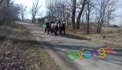 Horse for Sale