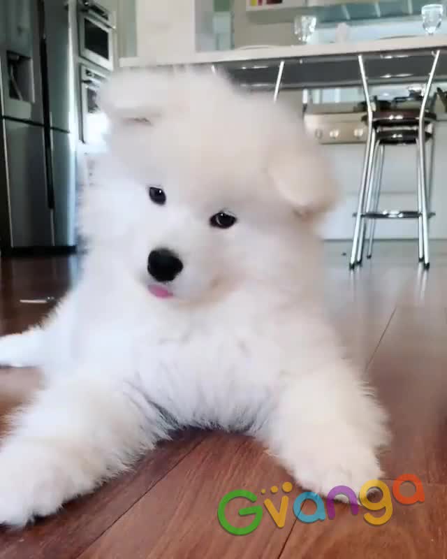 Samoyed puppies for adoption