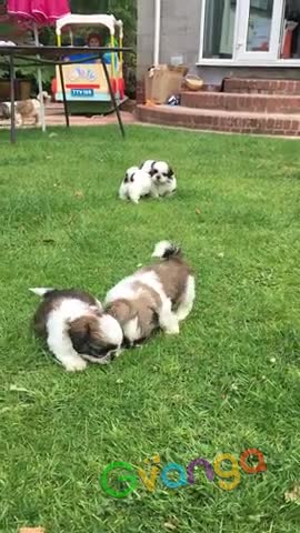 Shih tzu puppies for adoption