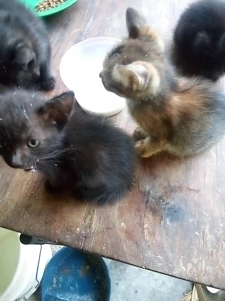 GATITOS EN ADOPCION