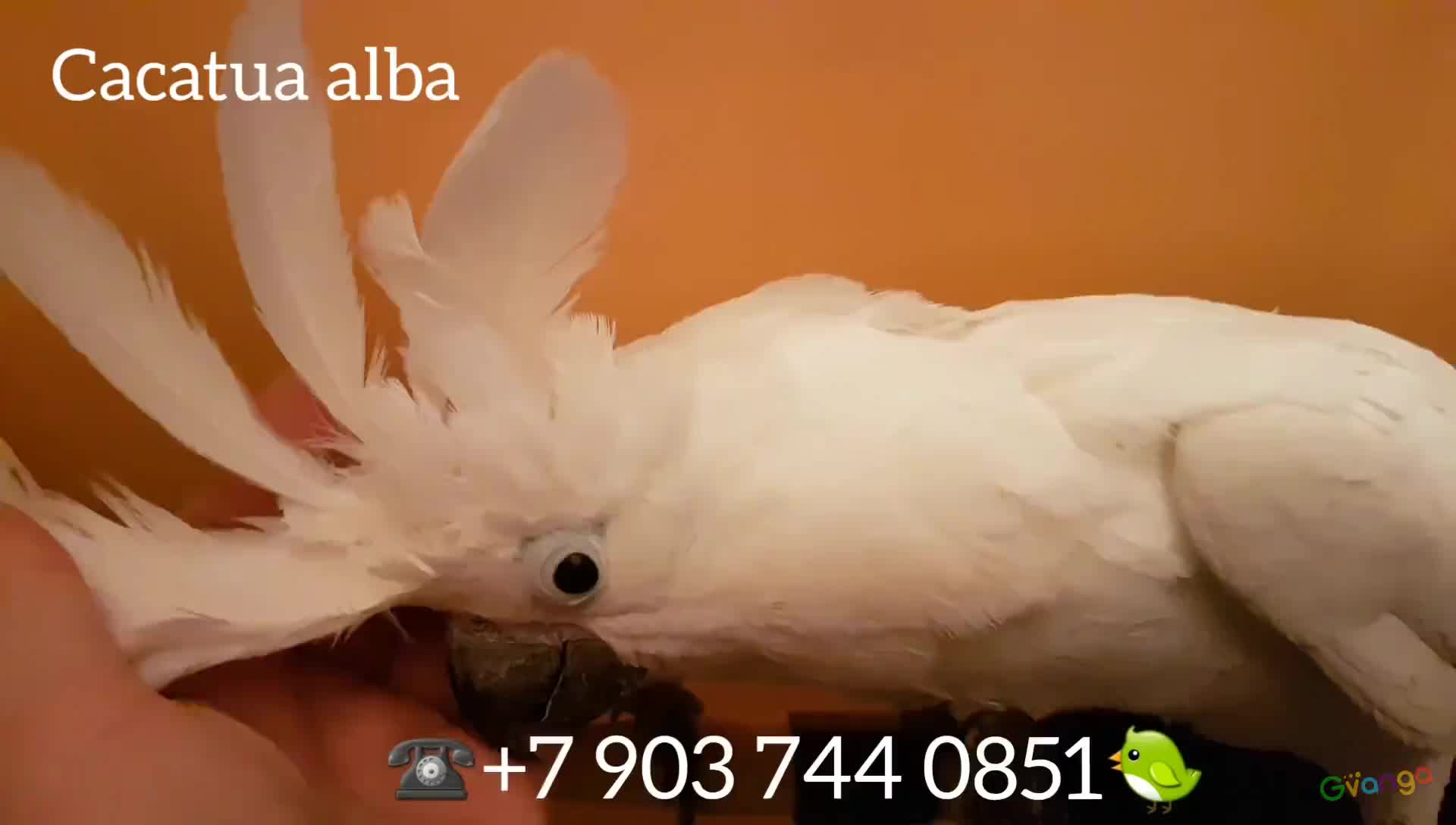 Белохохлый какаду (Cacatua alba) ручные птенцы из питомника