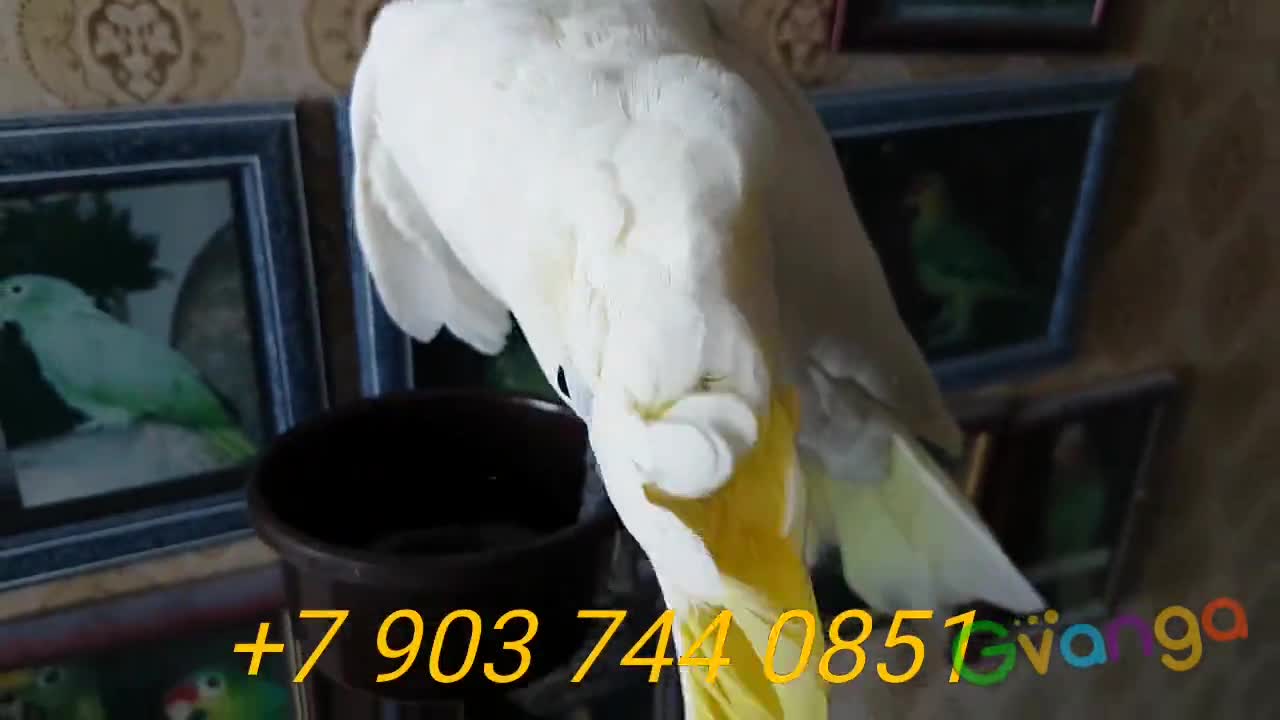 Желтохохлый какаду (cacatua galerita eleonora) ручные птенцы из питомника