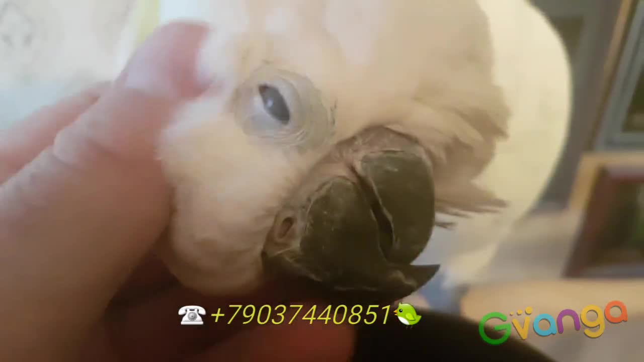 Желтохохлый какаду (cacatua galerita triton) ручные птенцы