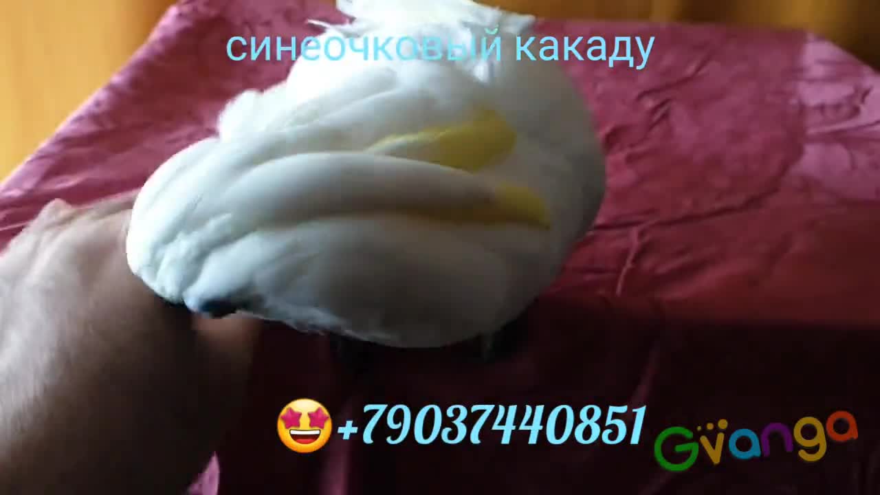 Синеочковый какаду (Cacatua ophthalmica) птенцы из питомника