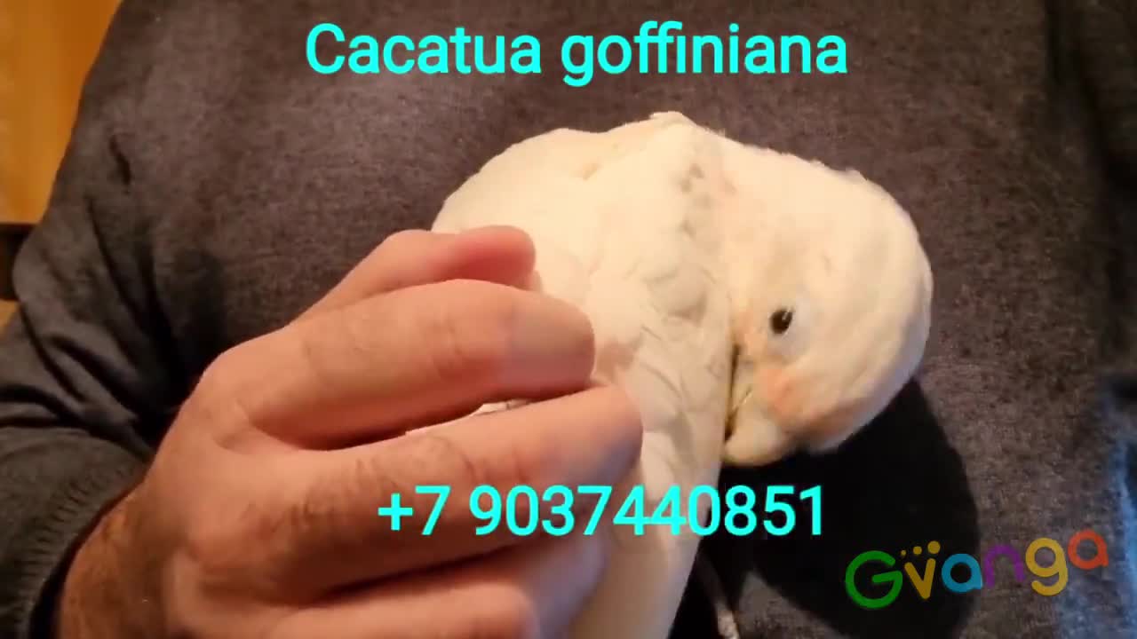 Какаду гоффина (Cacatua goffiniana) ручные птенцы из питомника